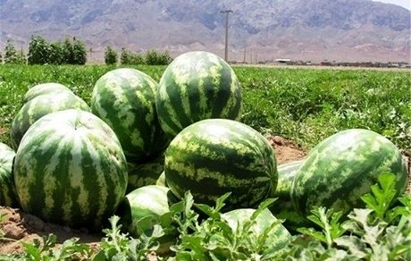 پیش‌بینی تولید ۳۰۹۶ تن هندوانه در سال جاری