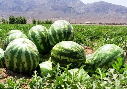 پیش‌بینی تولید ۳۰۹۶ تن هندوانه در سال جاری