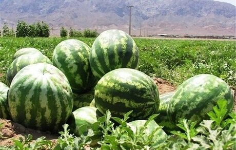 پیش‌بینی تولید ۳۰۹۶ تن هندوانه در سال جاری
