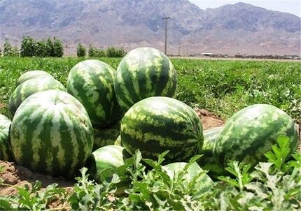 پیش‌بینی تولید ۳۰۹۶ تن هندوانه در سال جاری