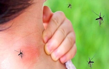 تشخیص ۱۰۹۴ مورد مثبت تب دنگی در کشور