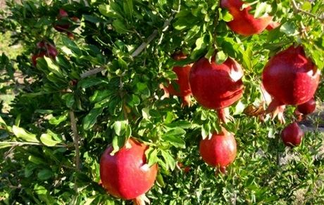 شناسنامه‌دار شدن محصولات کشاورزی تصویب شد