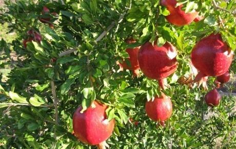 شناسنامه‌دار شدن محصولات کشاورزی تصویب شد