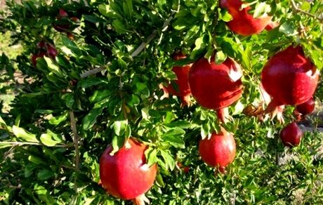 شناسنامه‌دار شدن محصولات کشاورزی تصویب شد