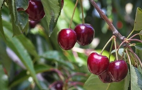 برداشت گیلاس در استان چهارمحال و بختیاری
