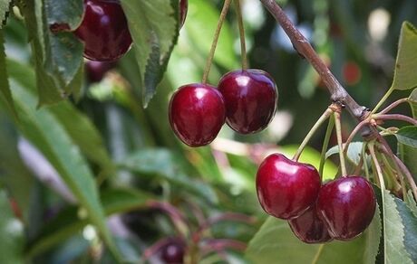 برداشت گیلاس در استان چهارمحال و بختیاری