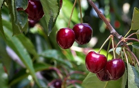 برداشت گیلاس در استان چهارمحال و بختیاری