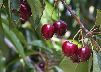 برداشت گیلاس در استان چهارمحال و بختیاری