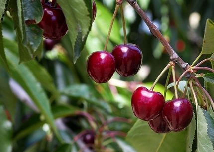برداشت گیلاس در استان چهارمحال و بختیاری