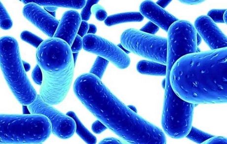 شناسایی ۵ مورد مشکوک به وبا در استان کردستان