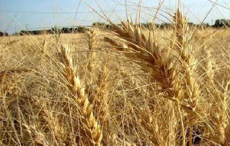 مجلس نرخ ۵ هزار تومانی گندم را قبول ندارد