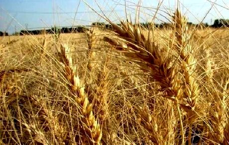 مجلس نرخ ۵ هزار تومانی گندم را قبول ندارد