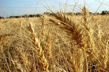 مجلس نرخ ۵ هزار تومانی گندم را قبول ندارد