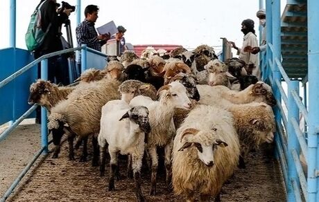 آغاز واردات دام زنده از پاکستان