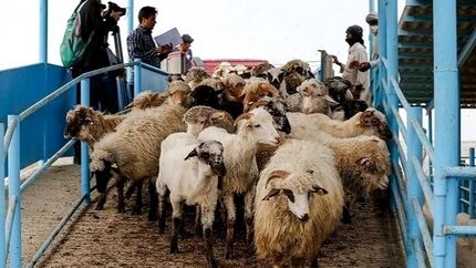 آغاز واردات دام زنده از پاکستان