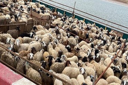 مدیرعامل اتحادیه مرکزی دام سبک: هنوز هیچ دامی از کشور خارج نشده / ۴ میلیون راس دام سبک مازاد داریم
