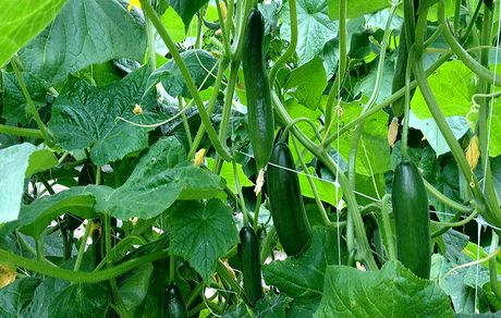 قطع برق خیار را ۲۰ هزار تومان کرد! / وعده کاهش قیمت از هفته آینده