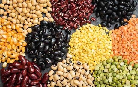 خودکفایی در تولید حبوبات یکی از اهداف مهم