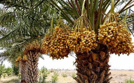 ۴۱ درصد محصولات باغی استان سیستان و بلوچستان مربوط به خرماست