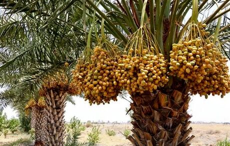 ۴۱ درصد محصولات باغی استان سیستان و بلوچستان مربوط به خرماست