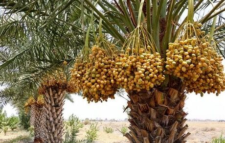 ۴۱ درصد محصولات باغی استان سیستان و بلوچستان مربوط به خرماست