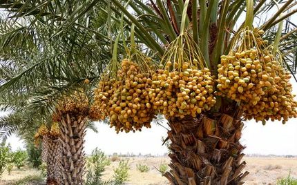 ۴۱ درصد محصولات باغی استان سیستان و بلوچستان مربوط به خرماست