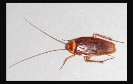 سوسکها عامل آلرژی و حساسیت در خانه