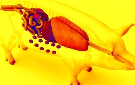 پیوند ریه خوک به انسان برای اولین بار توسط چینی‌ها