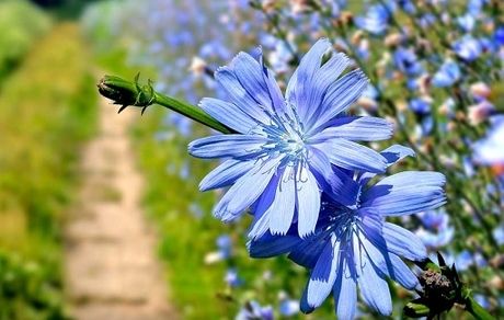 تضمین سلامت کلیه‌ها با مصرف کاسنی