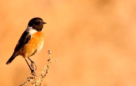 پرنده جدید در خراسان جنوبی مشاهده شد