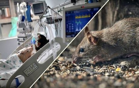 سازمان جهانی بهداشت به کشورما برای شیوع بیشتر هانتاویروس هشدار داد