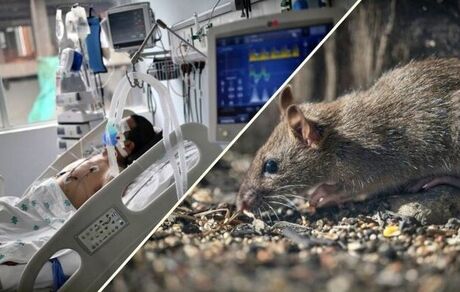 سازمان جهانی بهداشت به کشورما برای شیوع بیشتر هانتاویروس هشدار داد