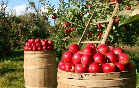 ۸۵۰ هزار تن سیب در آذربایجان‌غربی با هدف صادرات، ذخیره شده است