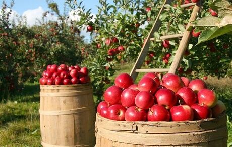 ۸۵۰ هزار تن سیب در آذربایجان‌غربی با هدف صادرات، ذخیره شده است