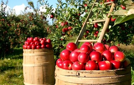 ۸۵۰ هزار تن سیب در آذربایجان‌غربی با هدف صادرات، ذخیره شده است