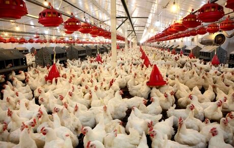 شناسایی گونه‌ای تازه از انگل Eimeria در مرغ‌های گوشتی ایران 