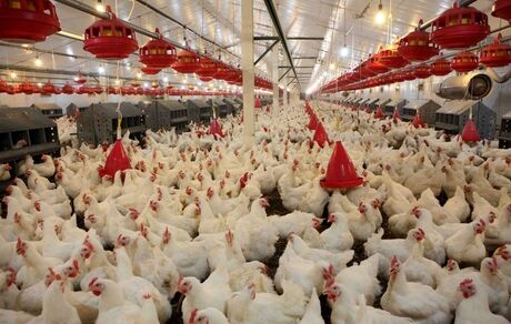 شناسایی گونه‌ای تازه از انگل Eimeria در مرغ‌های گوشتی ایران 