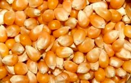 ۴۵ هزار تن از مانده ذرت‌های آلوده تعیین‌تکلیف شد
