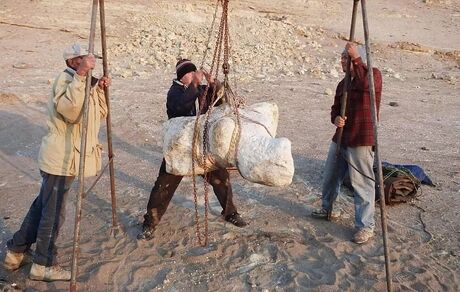 بقایای نهنگی که احتمالا سنگین‌ترین موجود تاریخ است، کشف شد