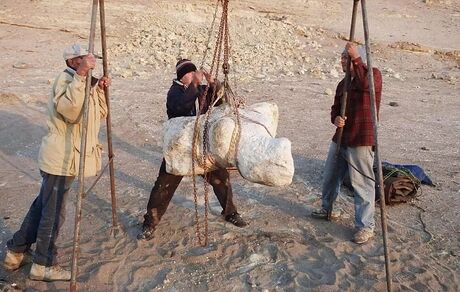 بقایای نهنگی که احتمالا سنگین‌ترین موجود تاریخ است، کشف شد