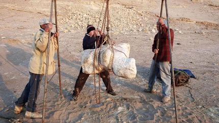 بقایای نهنگی که احتمالا سنگین‌ترین موجود تاریخ است، کشف شد