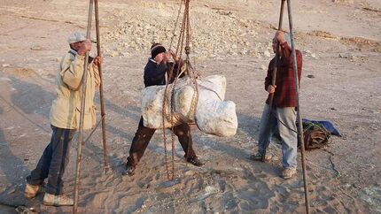 بقایای نهنگی که احتمالا سنگین‌ترین موجود تاریخ است، کشف شد