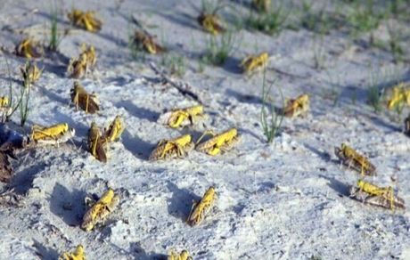 احتمال ورود ملخ صحرایی به کشور در اواخر زمستان و اوایل بهار 