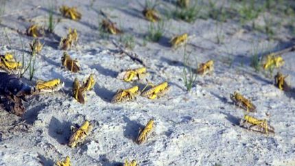 احتمال ورود ملخ صحرایی به کشور در اواخر زمستان و اوایل بهار 