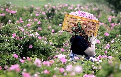 پیش بینی برداشت ۱۷۰ تن گل محمدی در بروجرد