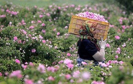 پیش بینی برداشت ۱۷۰ تن گل محمدی در بروجرد