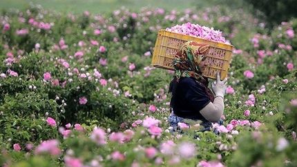 پیش بینی برداشت ۱۷۰ تن گل محمدی در بروجرد