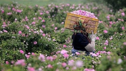 پیش بینی برداشت ۱۷۰ تن گل محمدی در بروجرد
