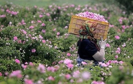 پیش بینی برداشت ۱۷۰ تن گل محمدی در بروجرد