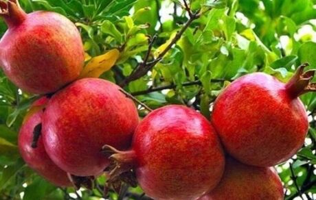 ثبت جشنواره انار روستای «مردانقم» در رویدادهای گردشگری